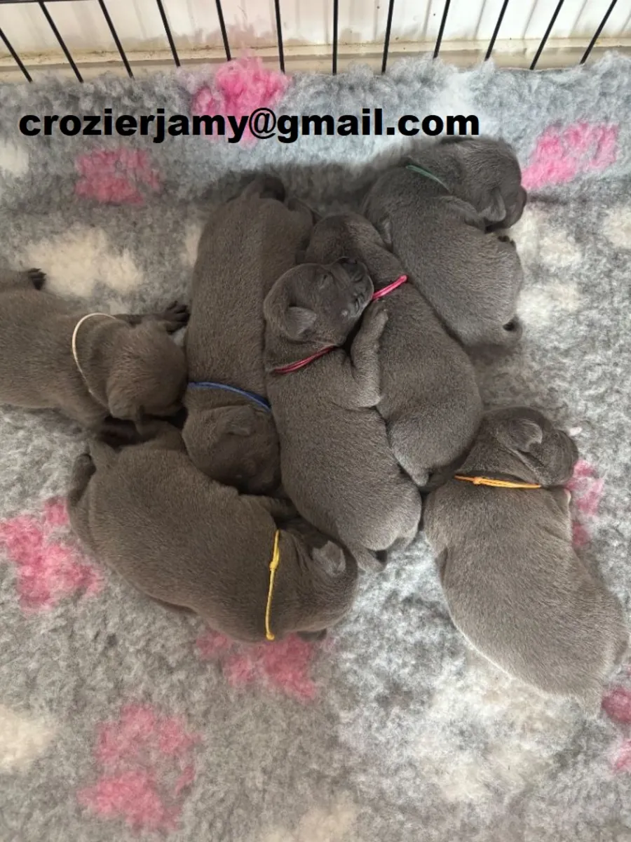 Cachorros Staffordshire Bull Terrier azules