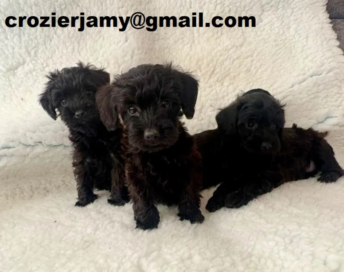 Cachorros Schnoodle