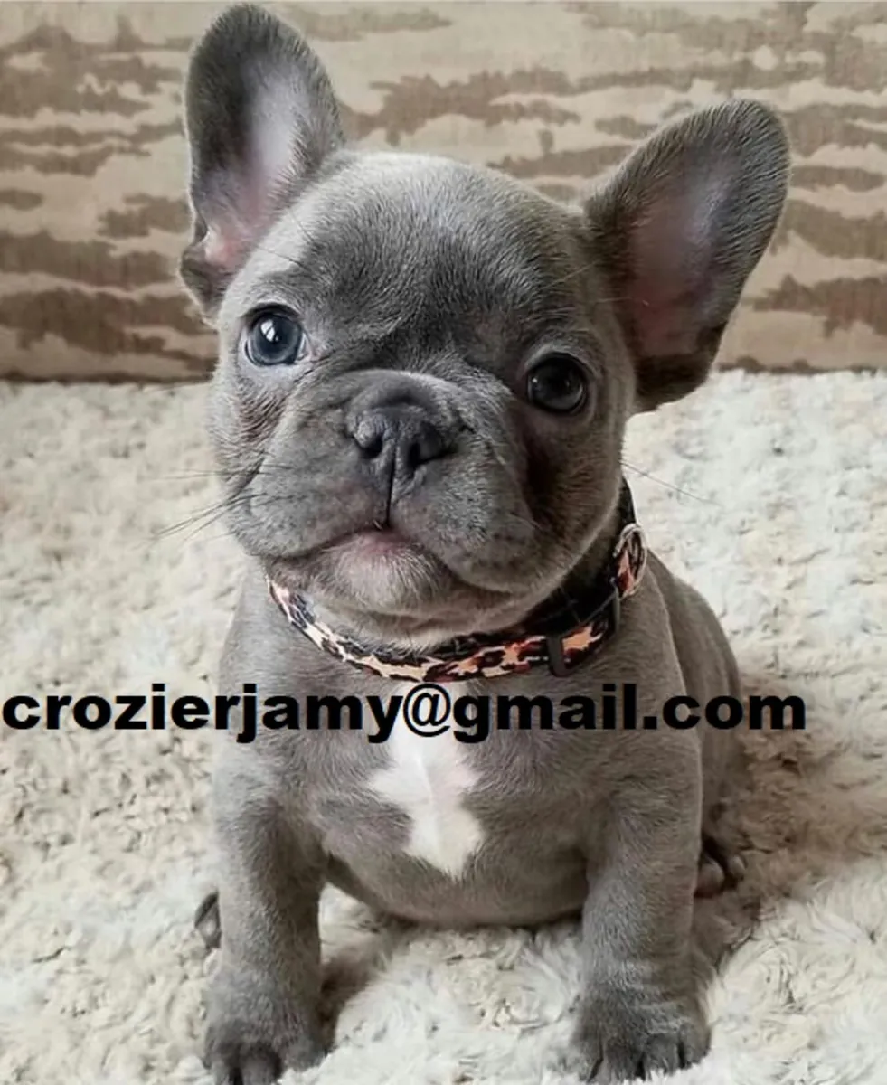 Chiots Bulldog Français