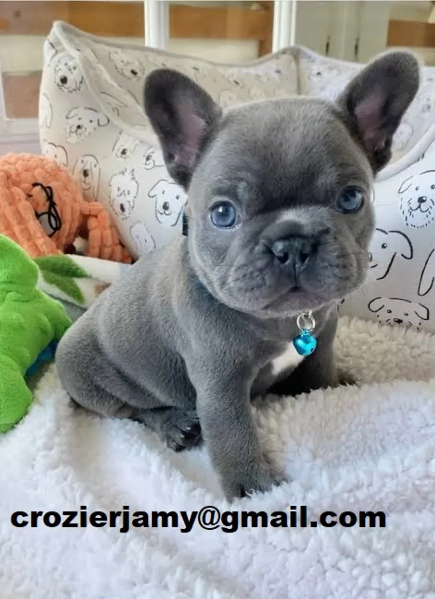 Chiots Bulldog Français