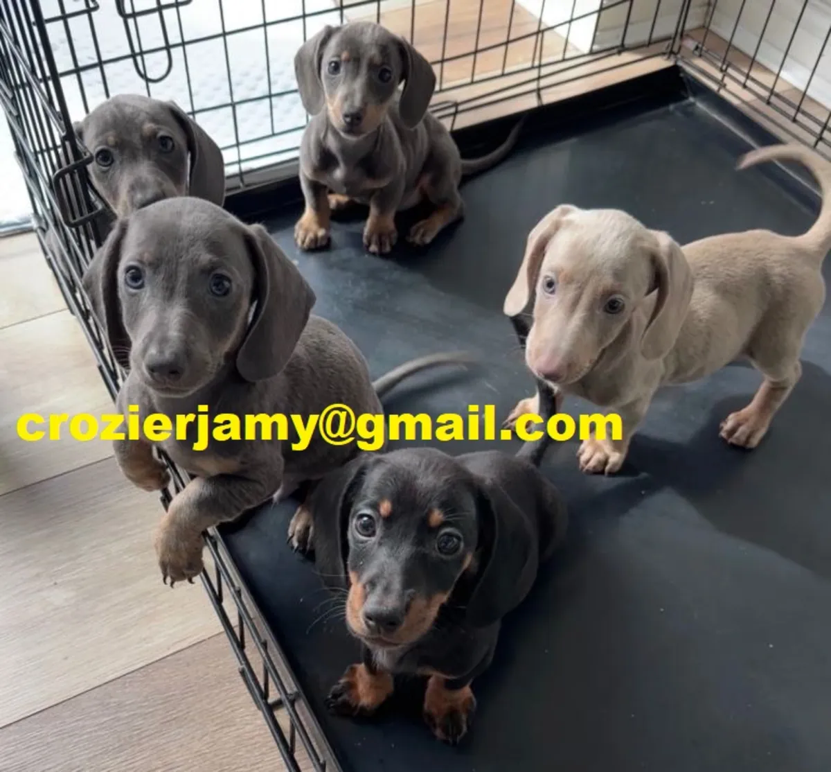 Precious Dachshund puppies available
