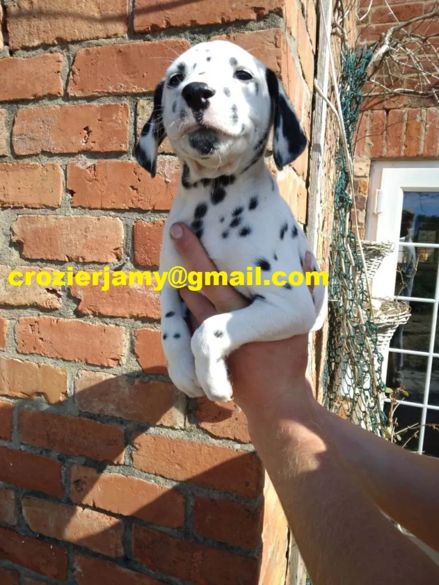 Chiots dalmatien