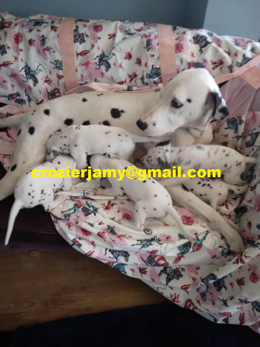 Chiots dalmatien