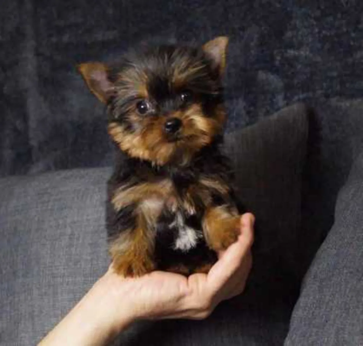 Adorables chiots Yorkshire Terrier cherchent un foyer pour toujours