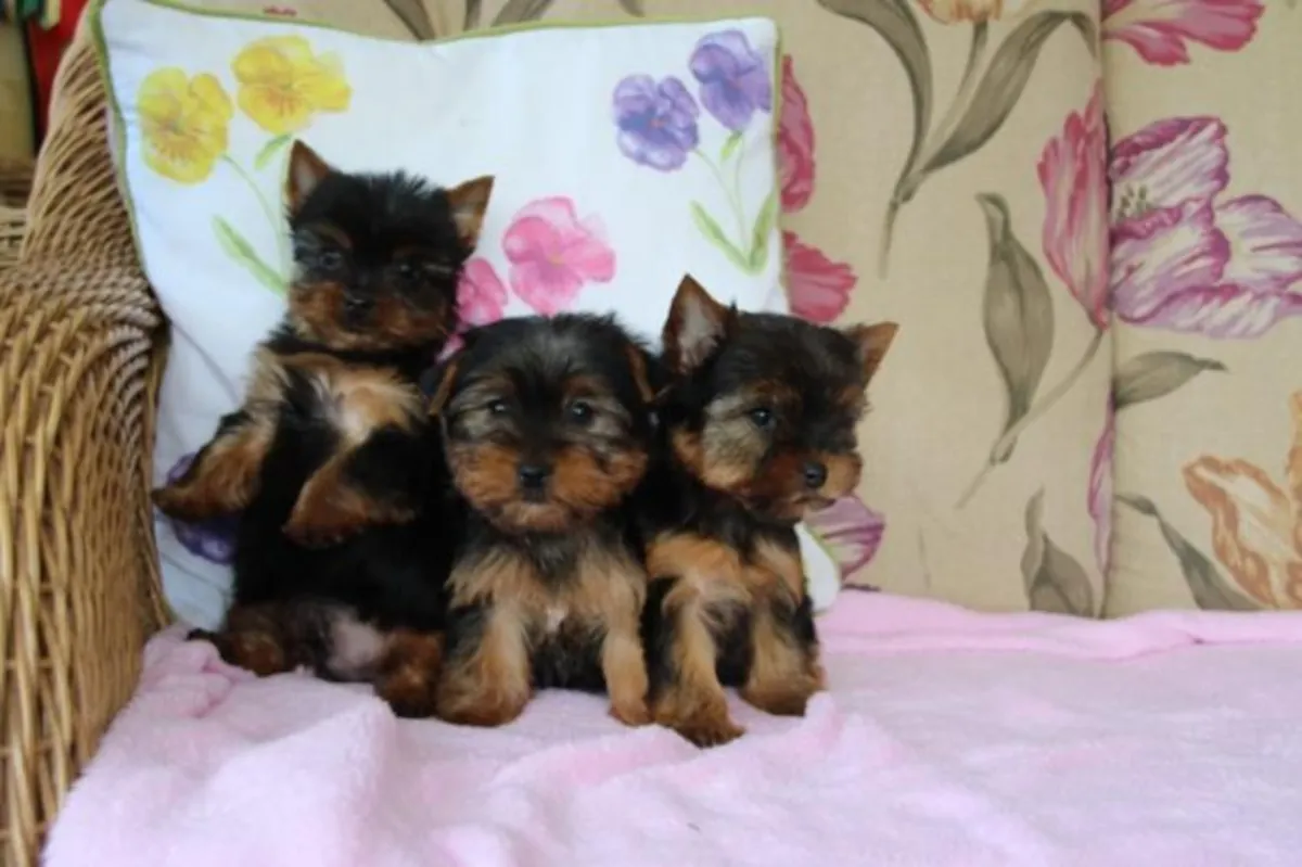 Hermosos cachorros Yorkshire Terrier disponibles para adopción