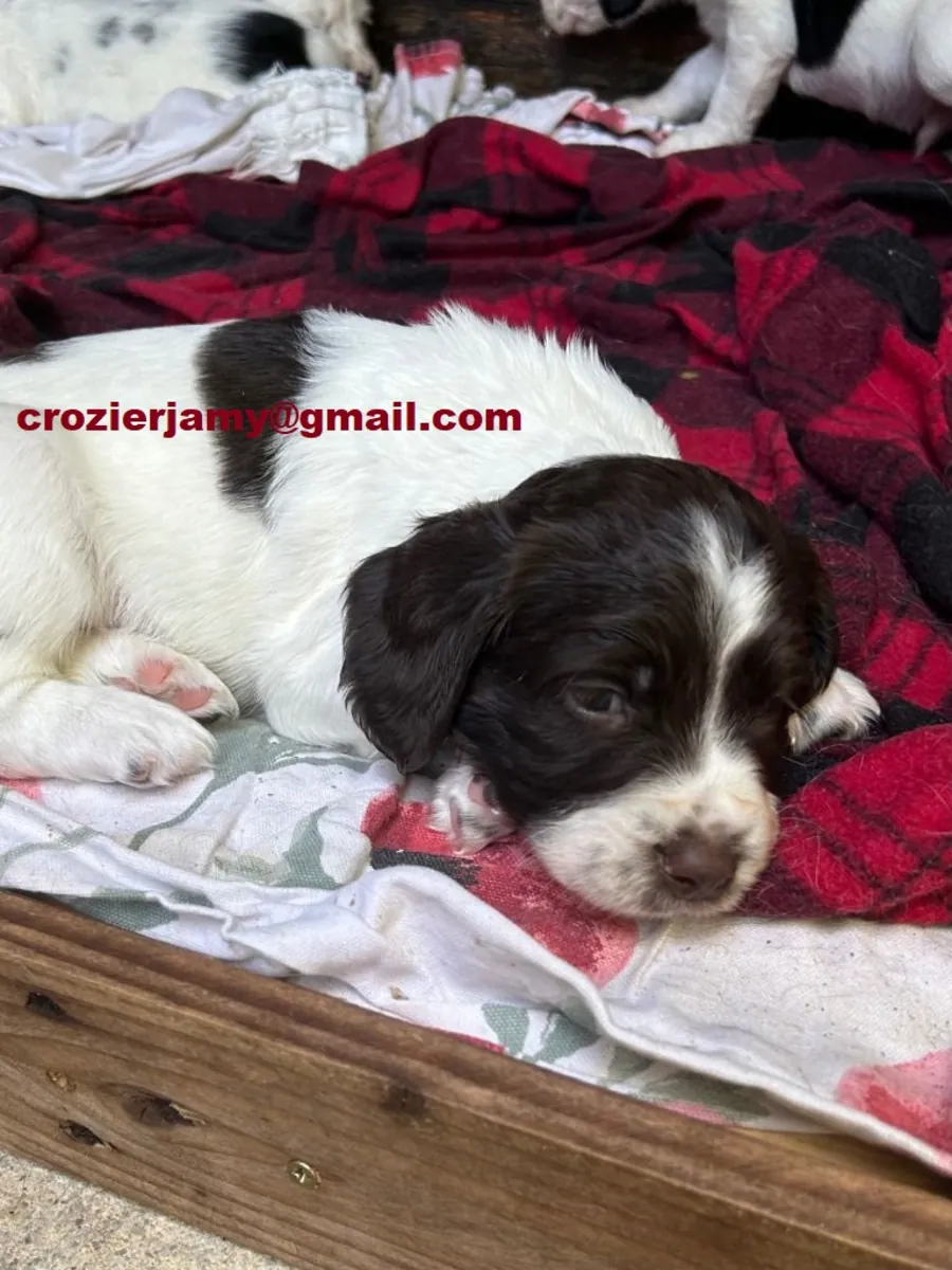 Hermosos springer spaniel ingleses listos para irse a su nuevo hogar