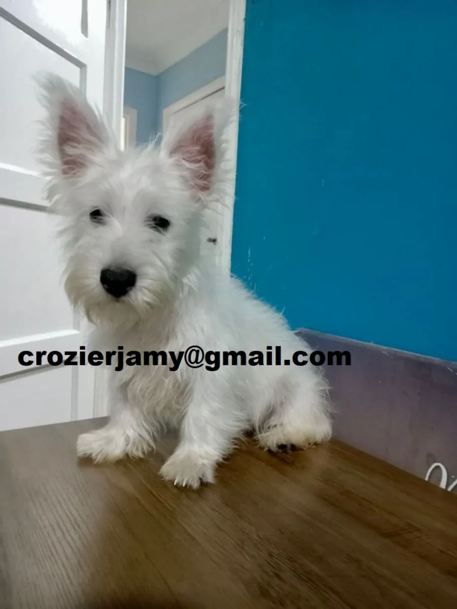 Cachorros west highland terrier