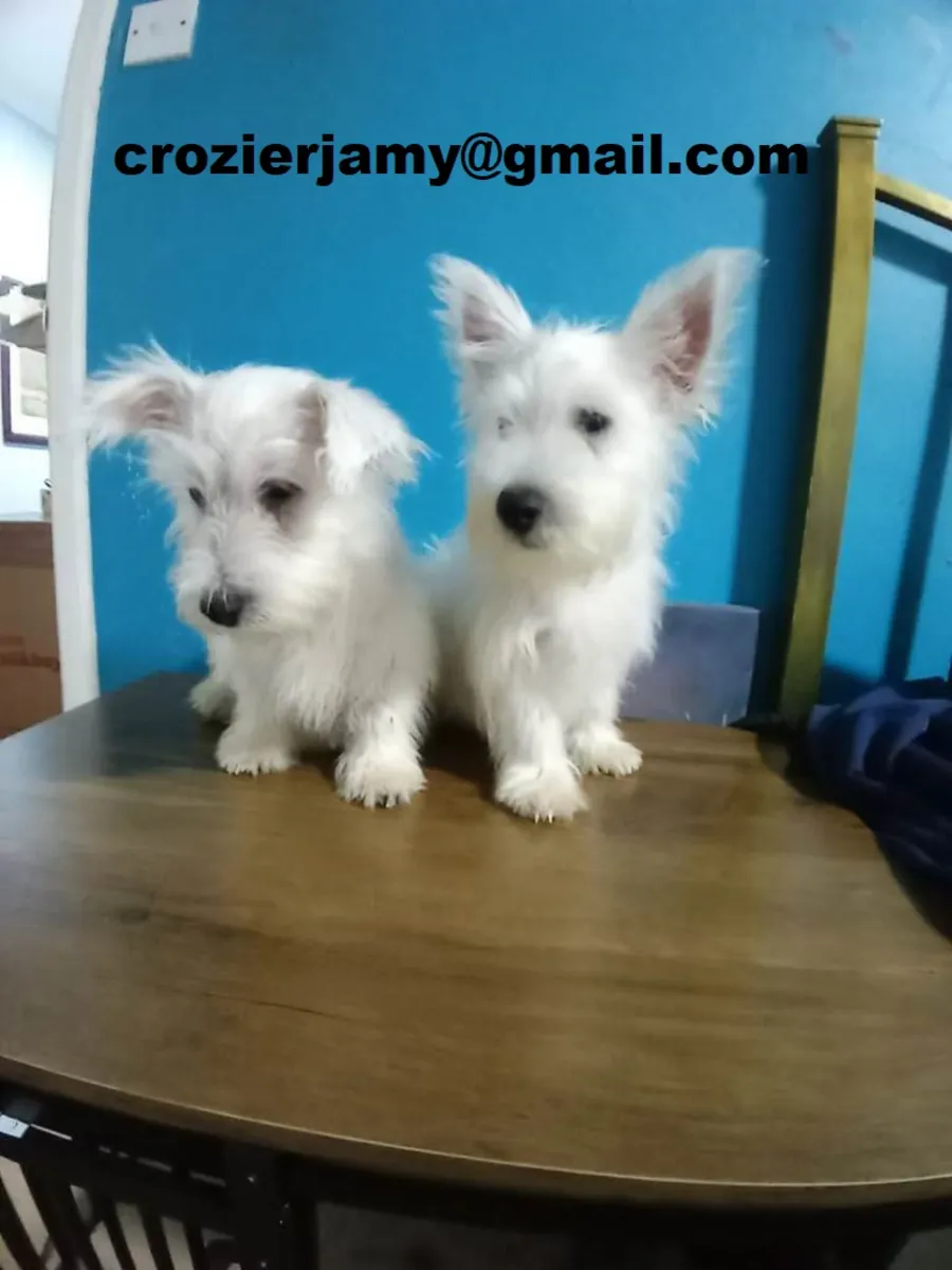 Cachorros west highland terrier
