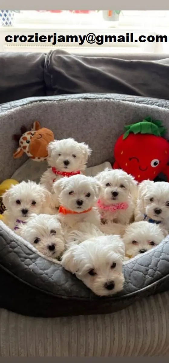 Precious purebred Maltese puppies