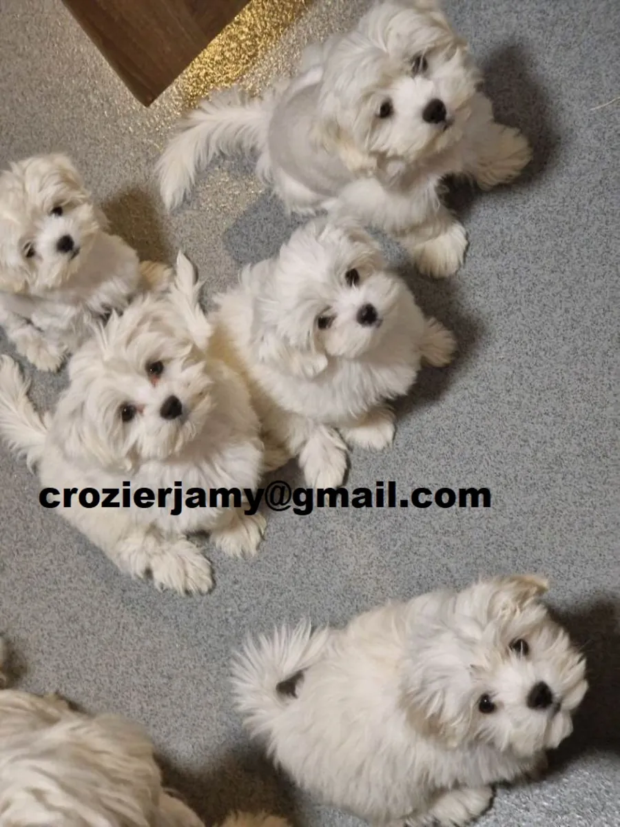 Precious purebred Maltese puppies