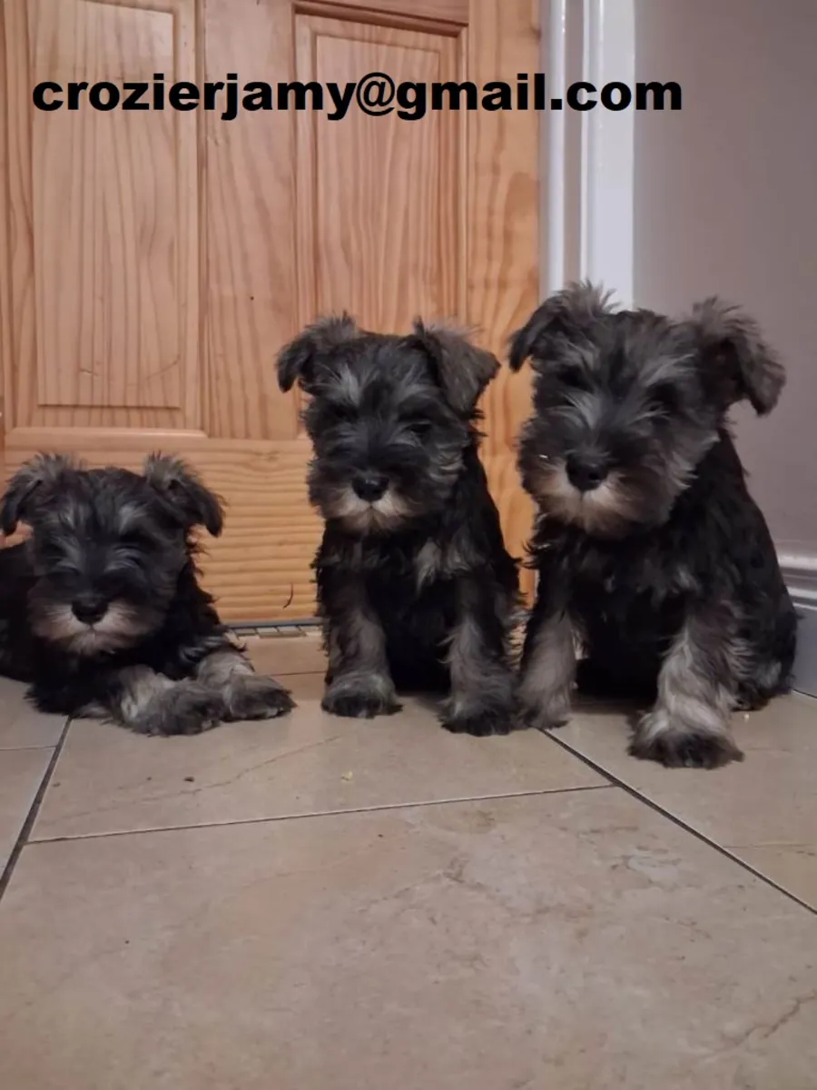 Registered Miniature Schnauzer Puppies