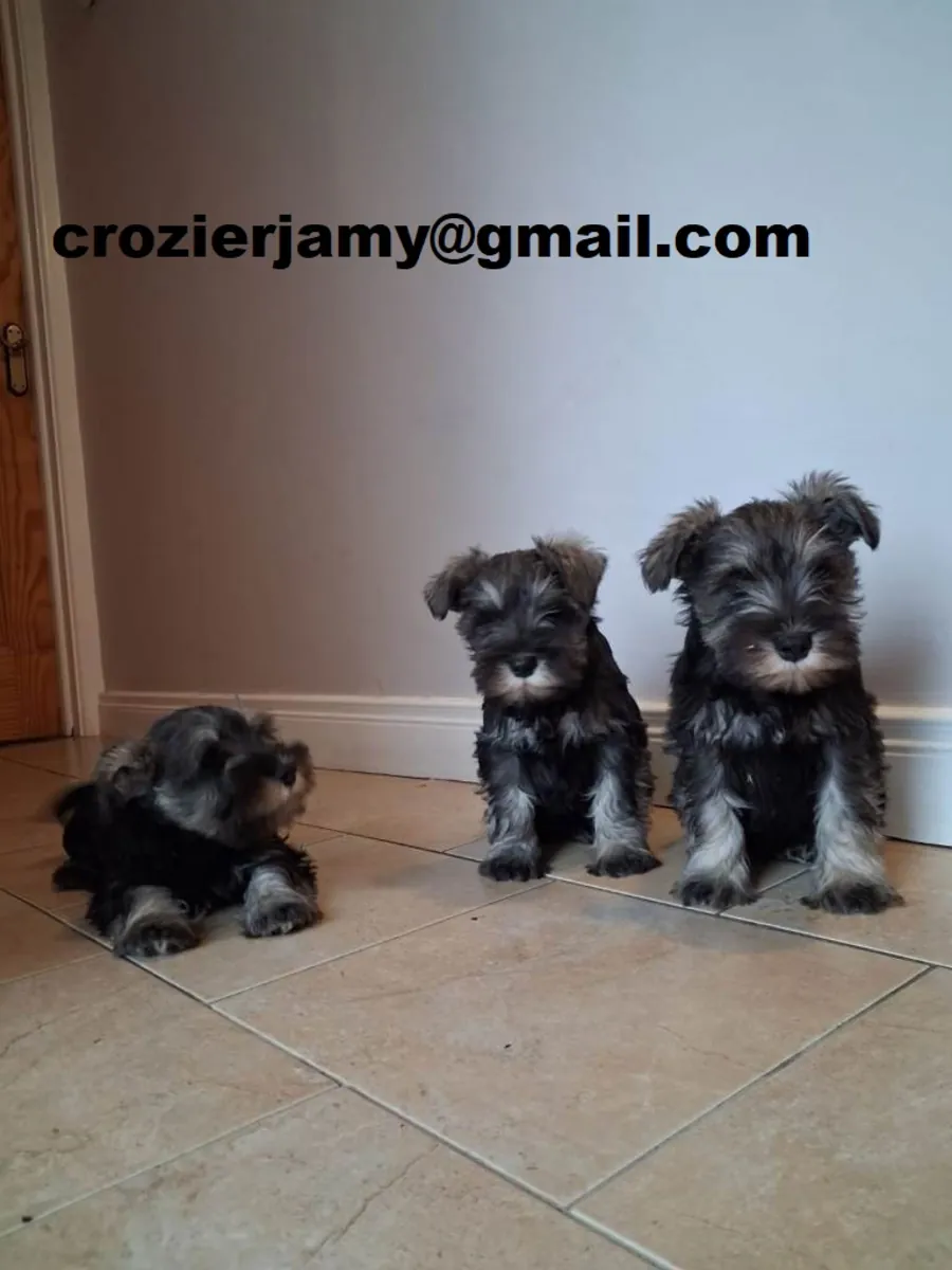 Registered Miniature Schnauzer Puppies