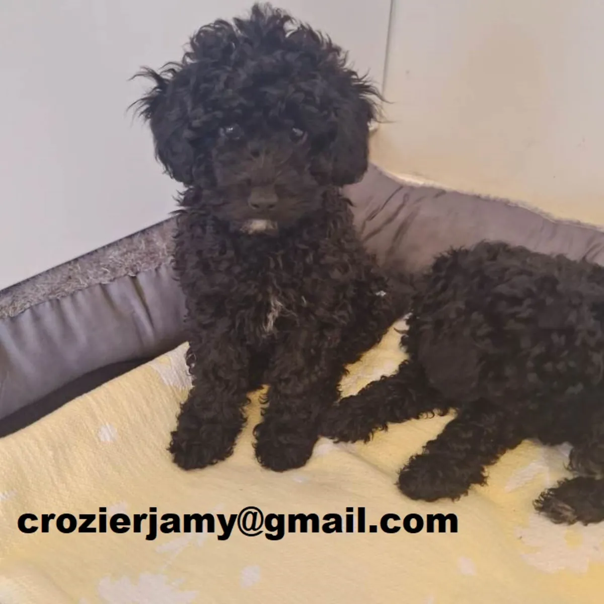 Toy poodle puppies