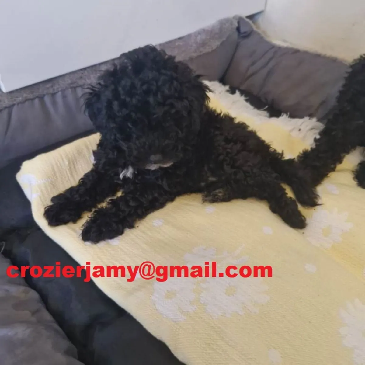 Toy poodle puppies