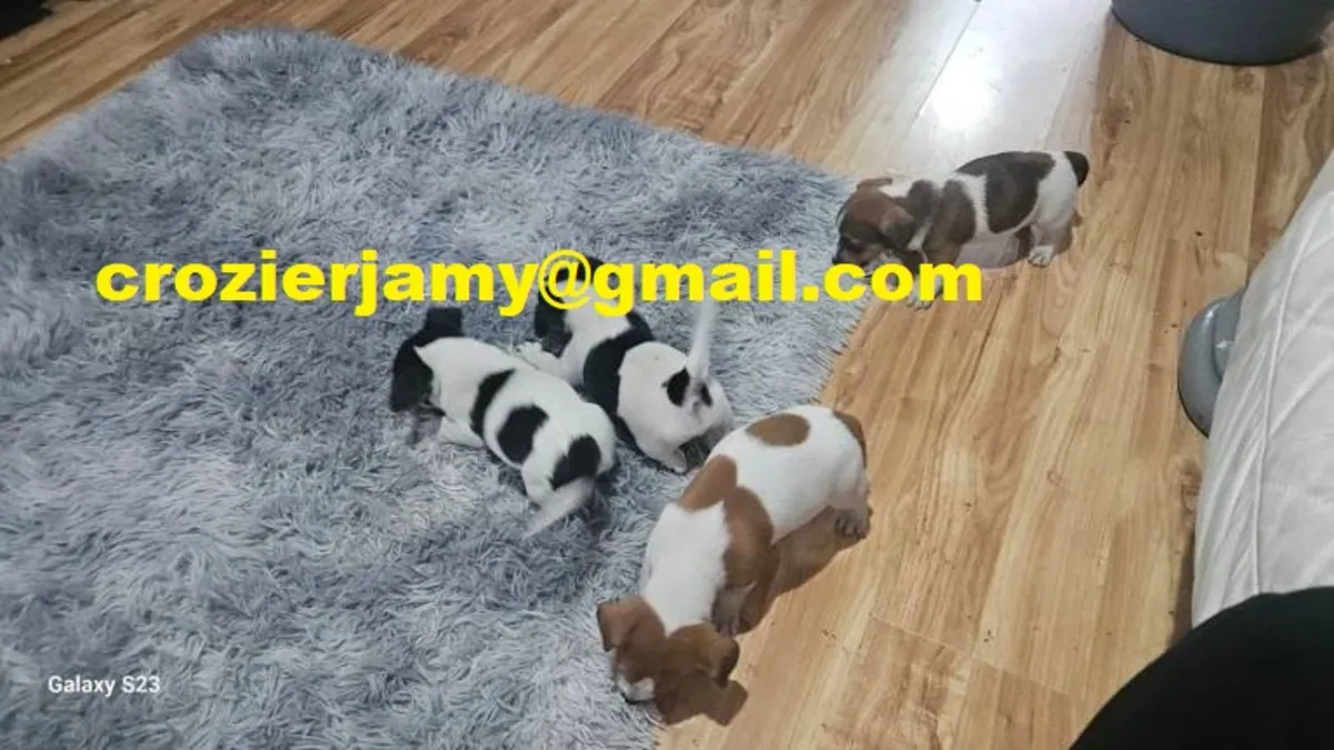 Cachorros de Jack Russell