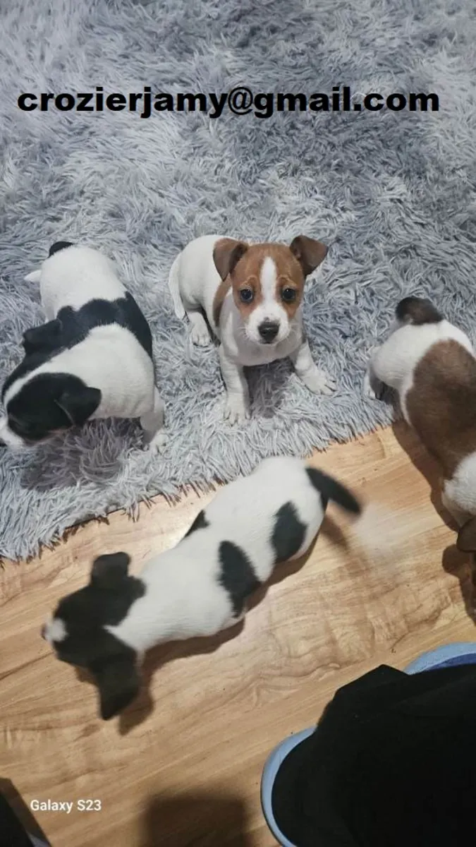 Cachorros de Jack Russell