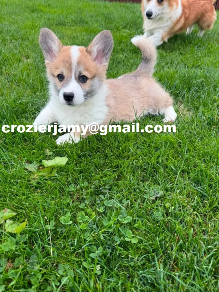 Cachorros de Pembroke Welsh Corgi