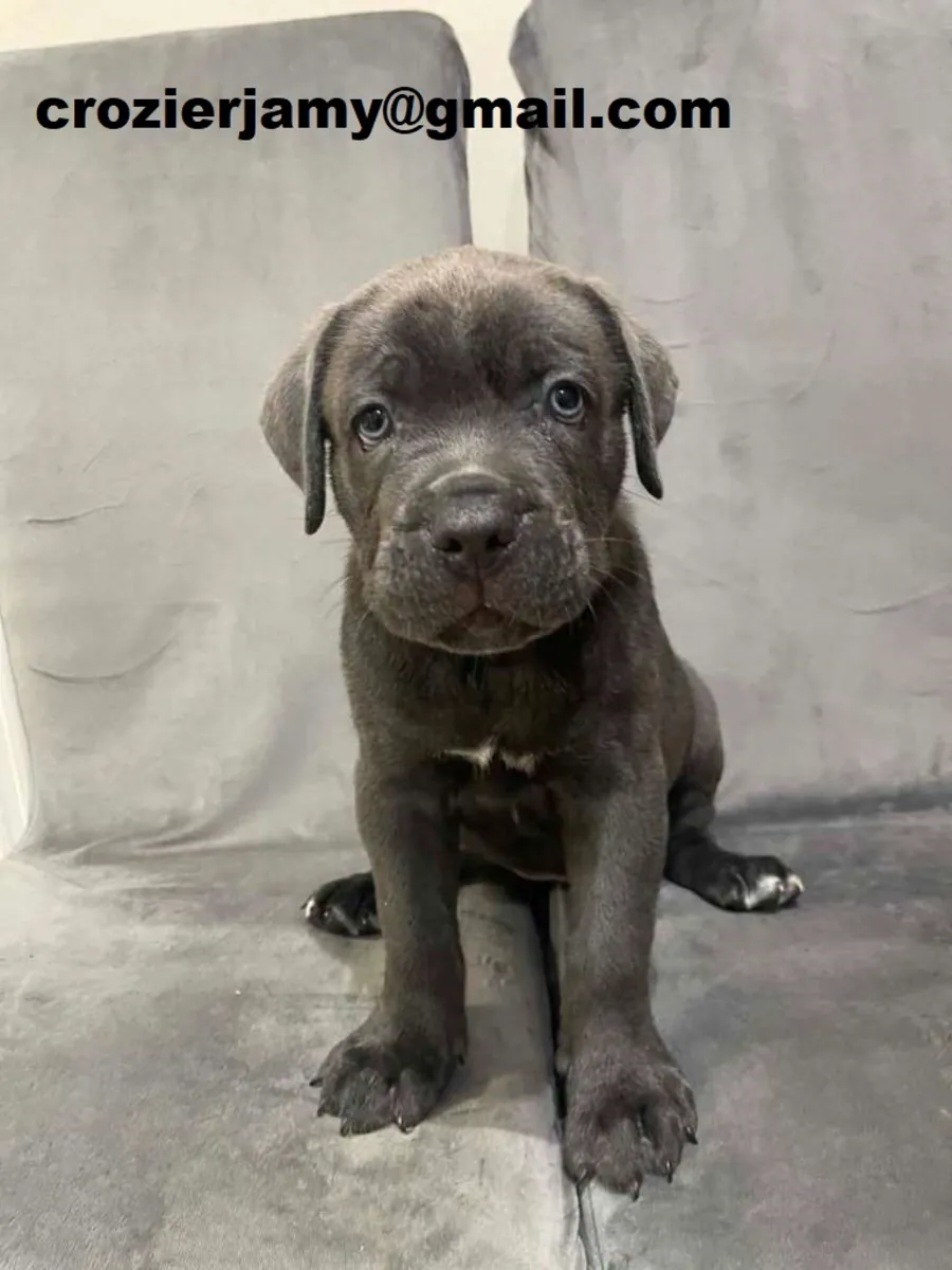 Cane Corso Puppies