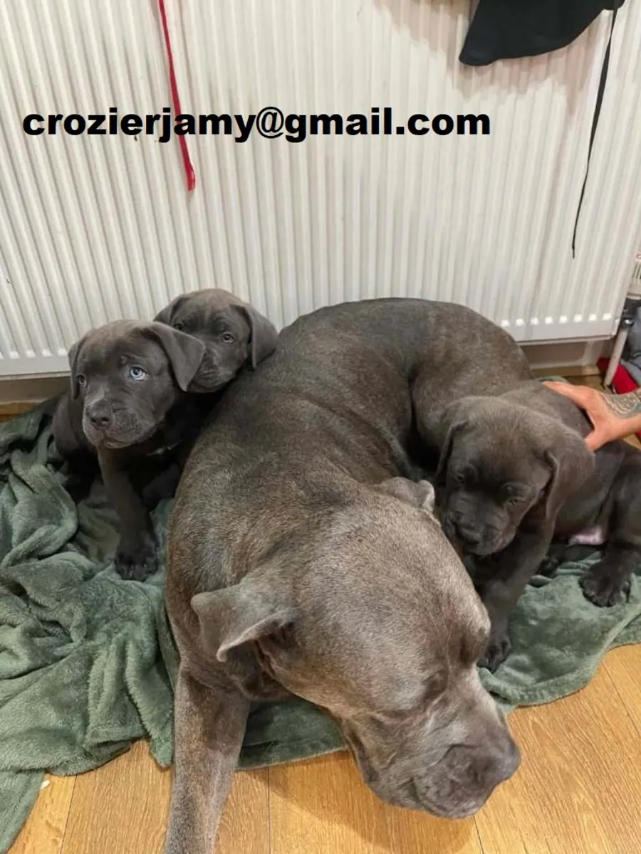 Cane Corso Puppies