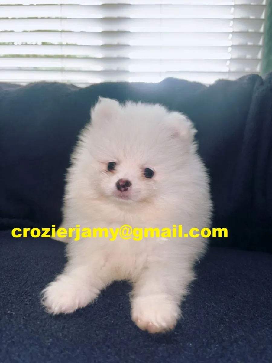Pomeranian Puppies