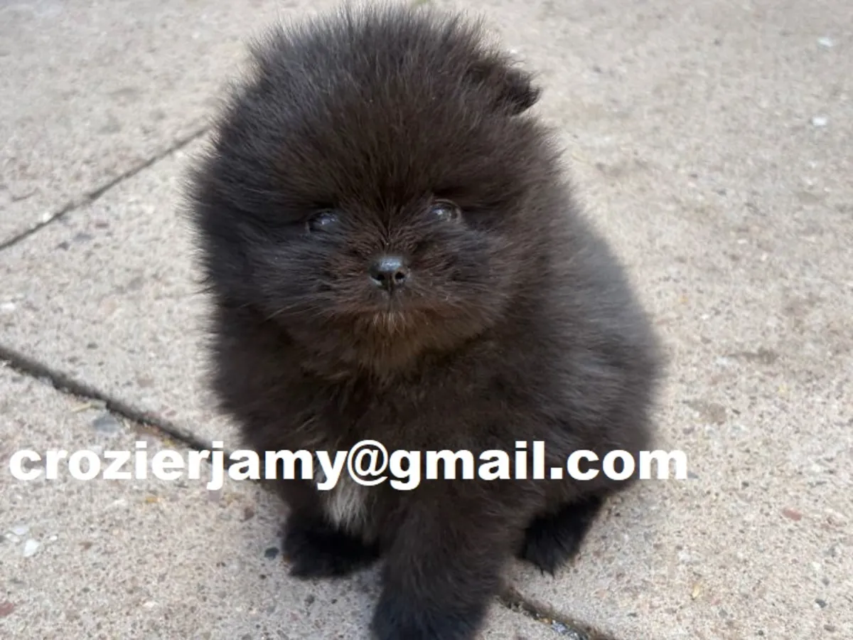 Pomeranian Puppies