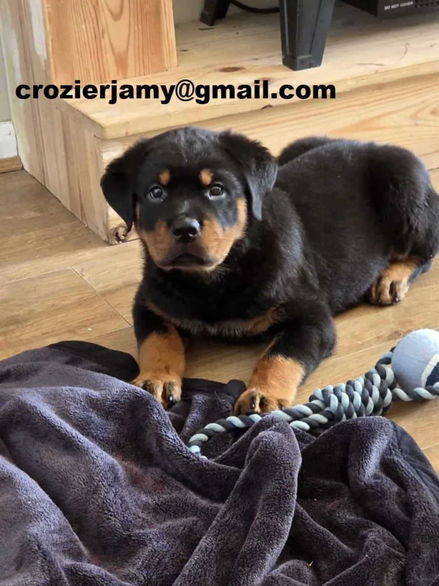 Rottweiler Puppies
