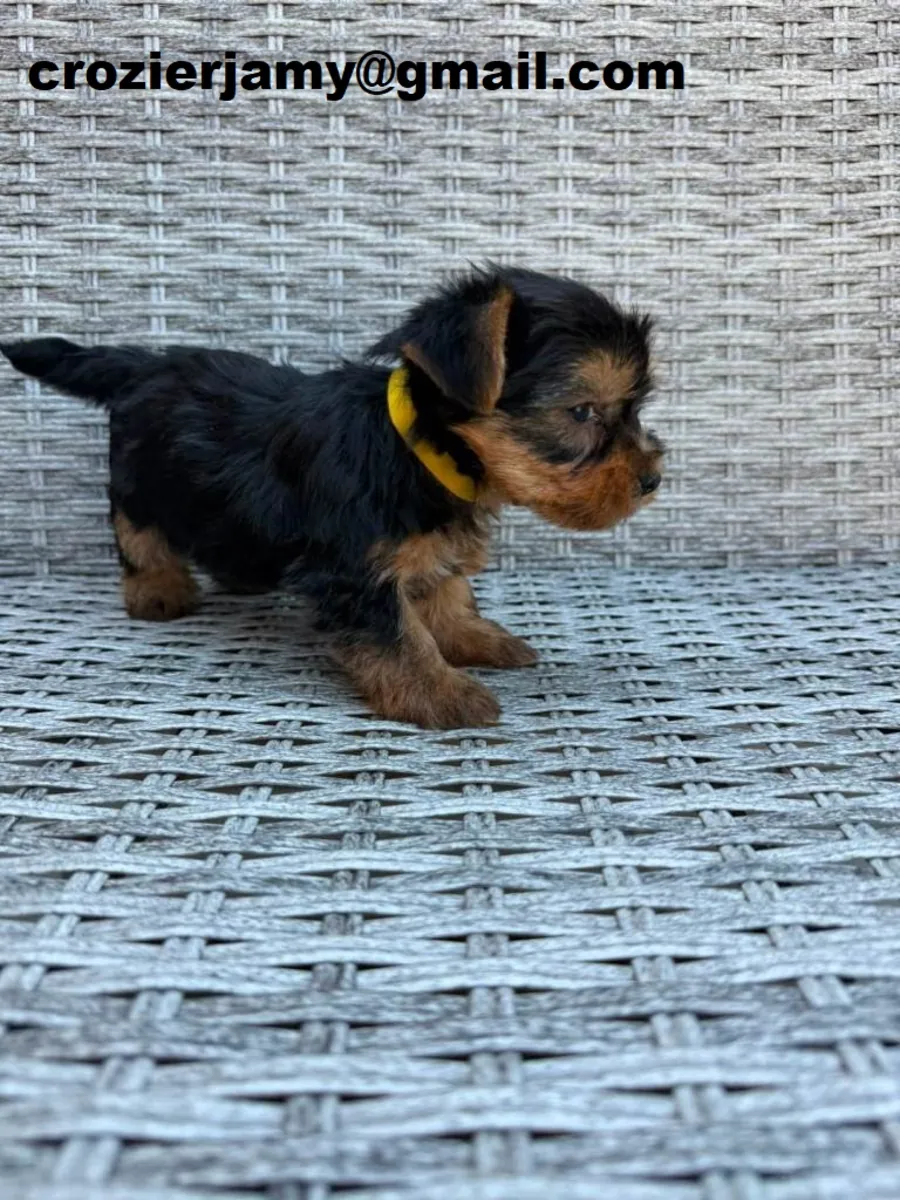 珍贵的约克夏犬幼犬