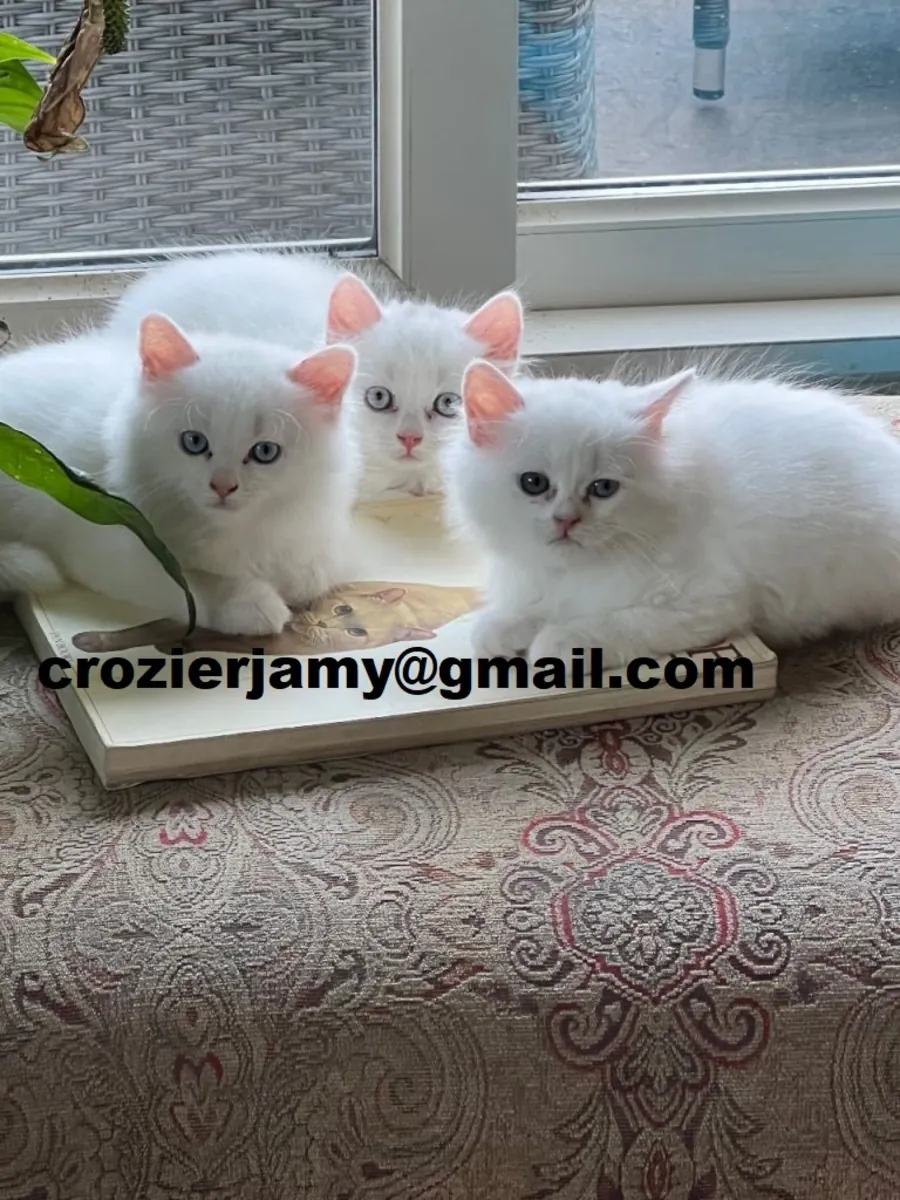 Persian Kittens