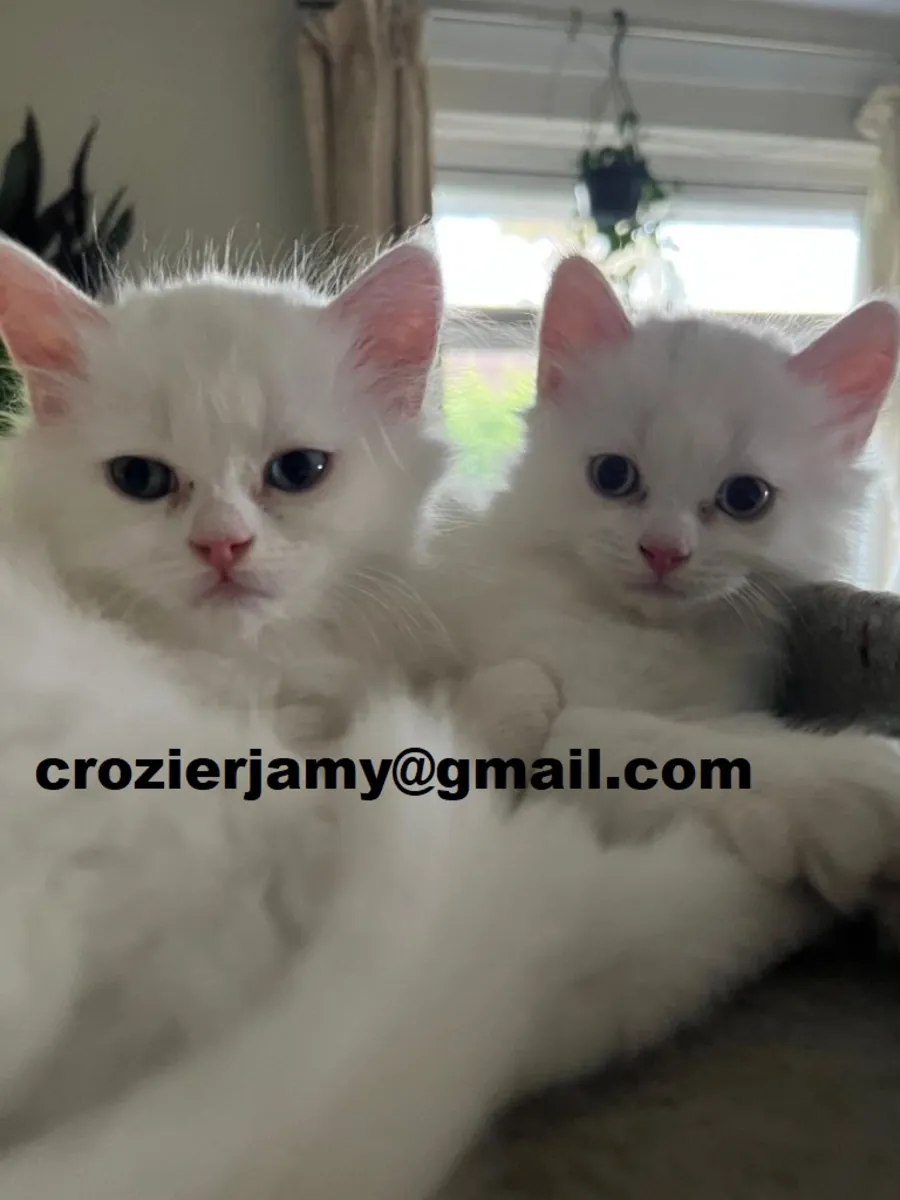 Persian Kittens
