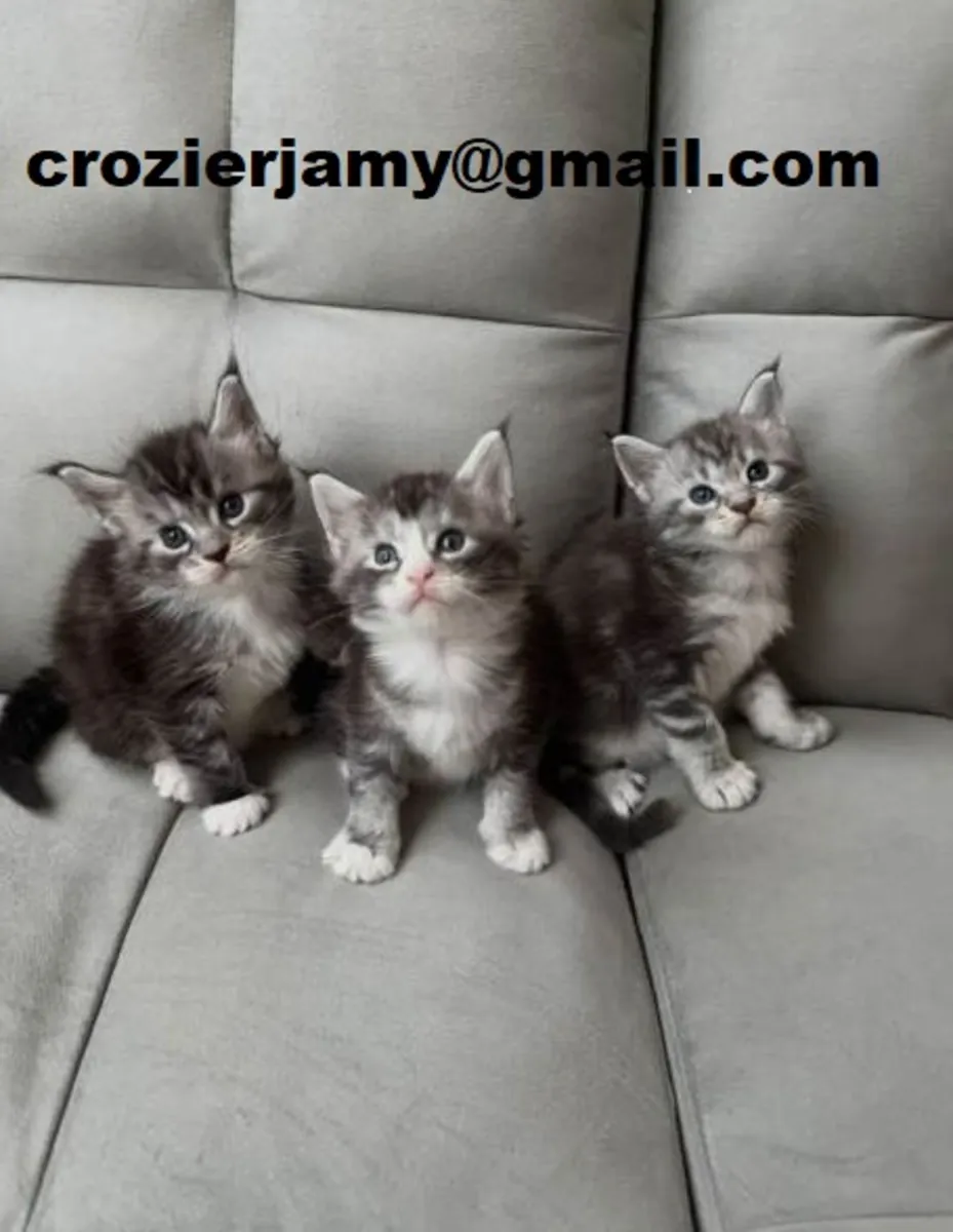 Maine Coon Kittens