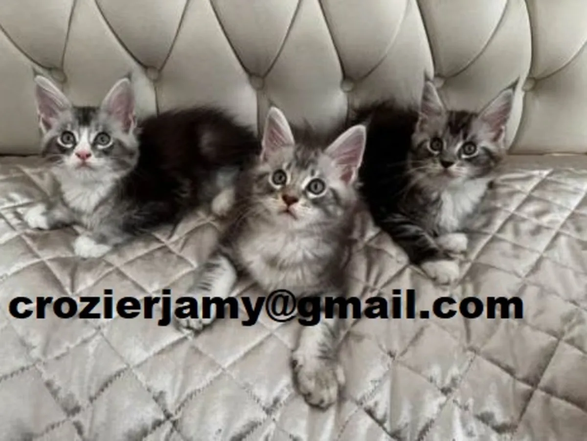 British Shorthair Kittens