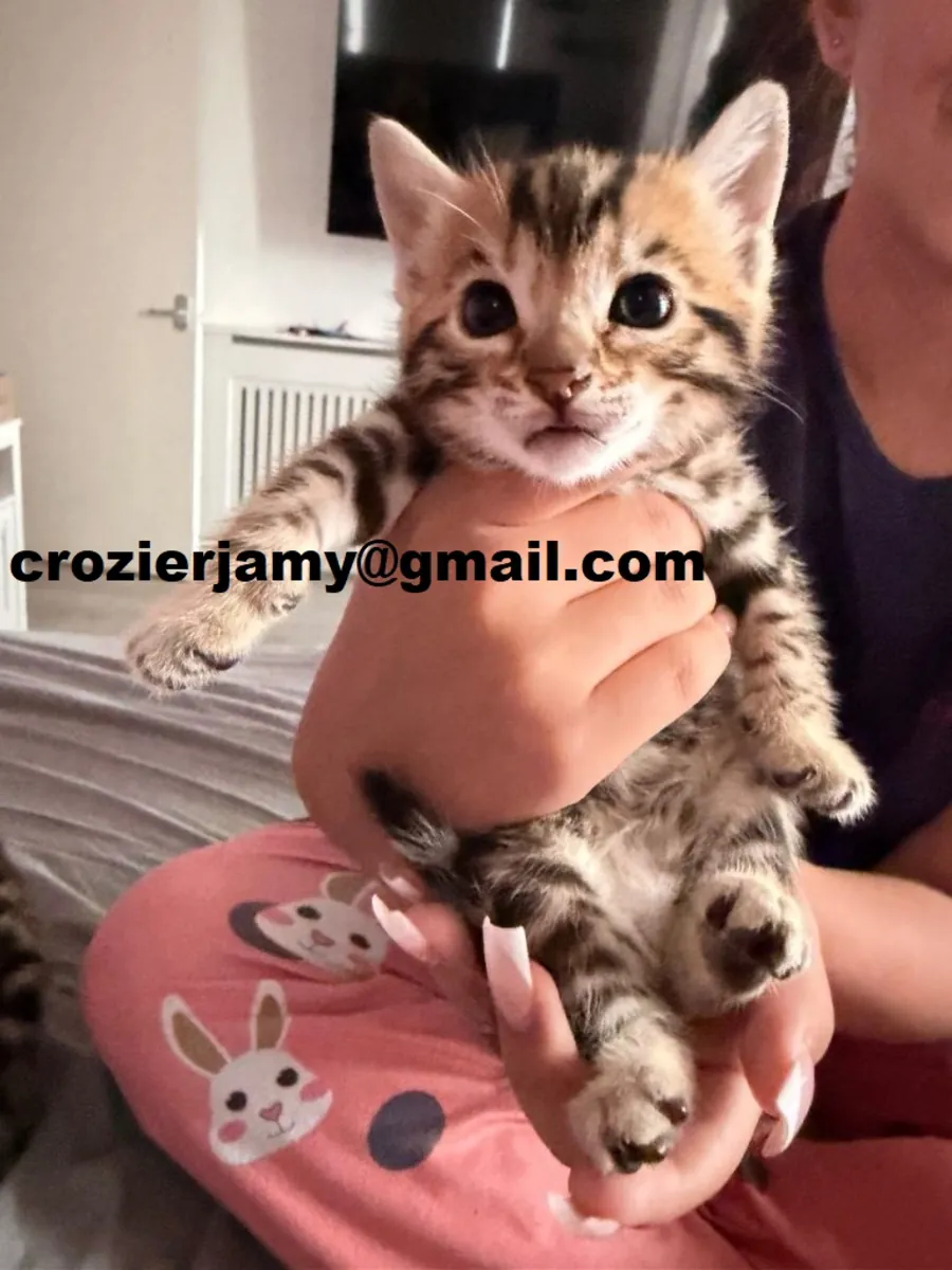 Hermosos gatitos Bengalíes: 2 hembras y 2 machos