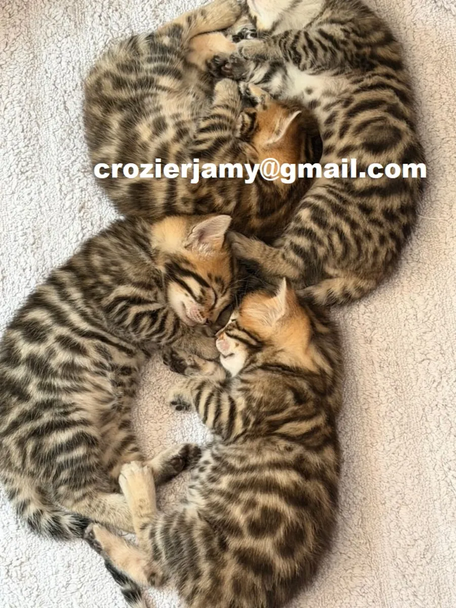 Hermosos gatitos Bengalíes: 2 hembras y 2 machos