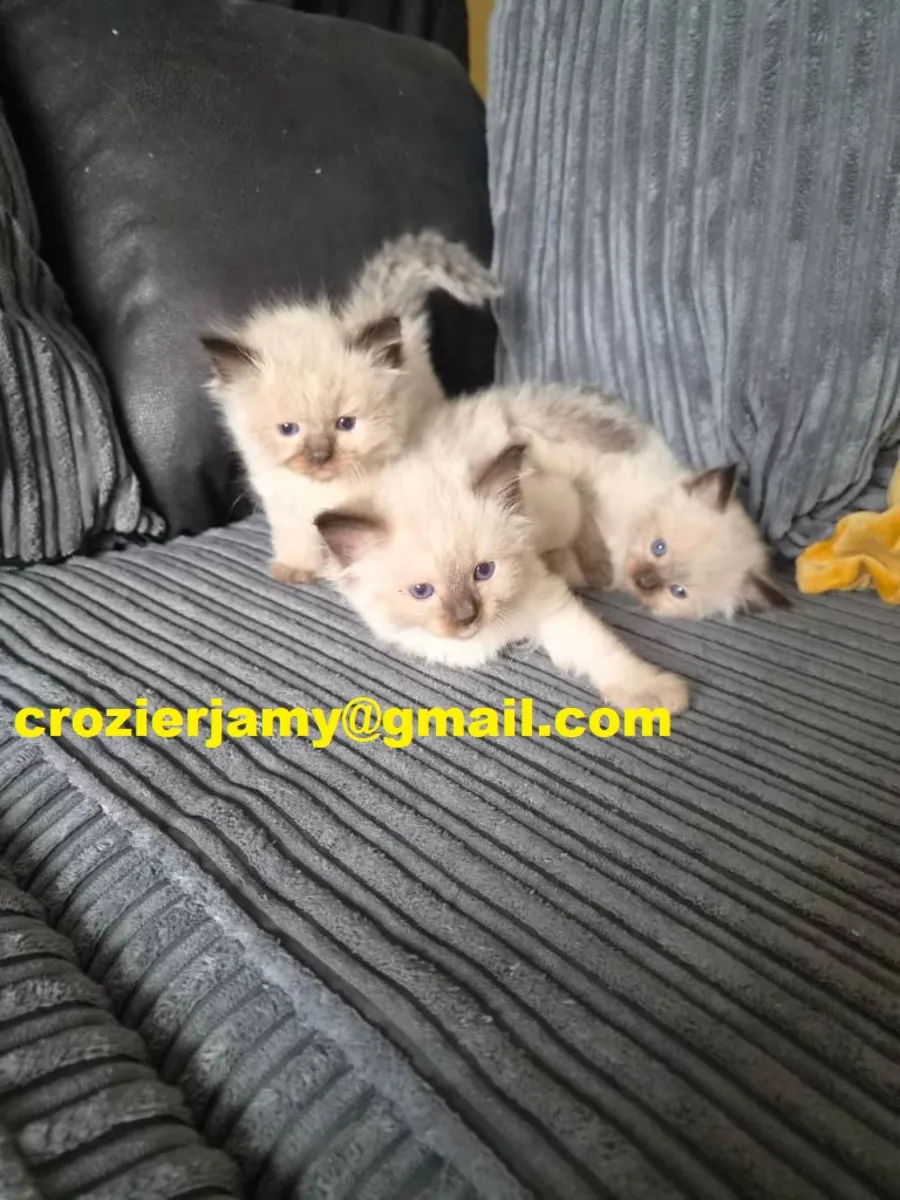 Adorables chatons Ragdoll de race pure