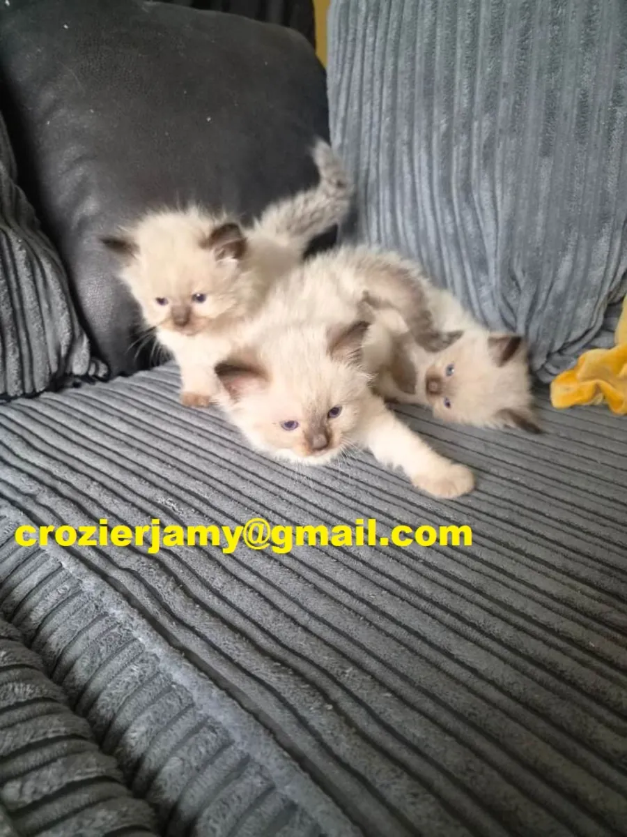 Adorables chatons Ragdoll de race pure