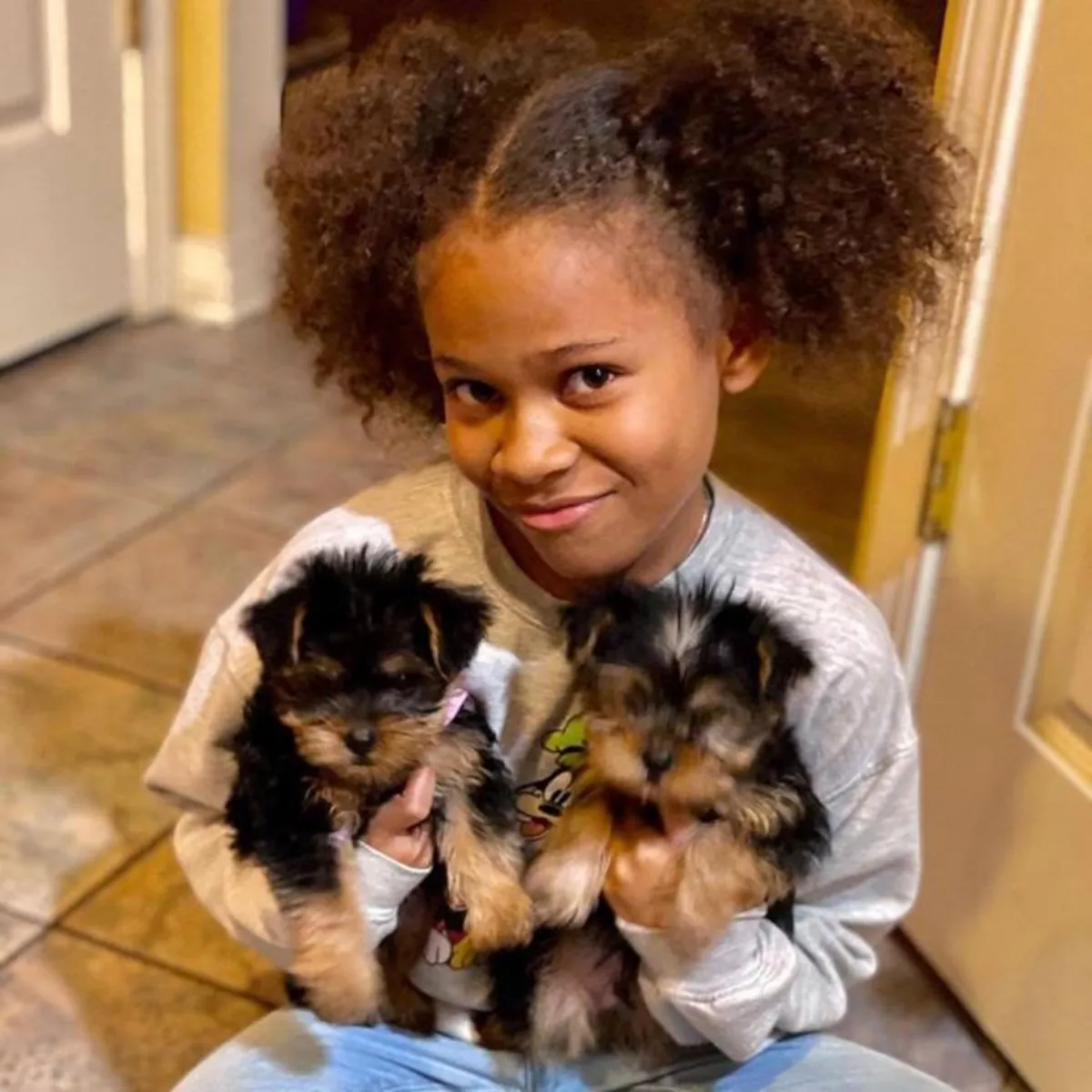 Chiots Yorkshire Terrier prêts à rejoindre votre famille