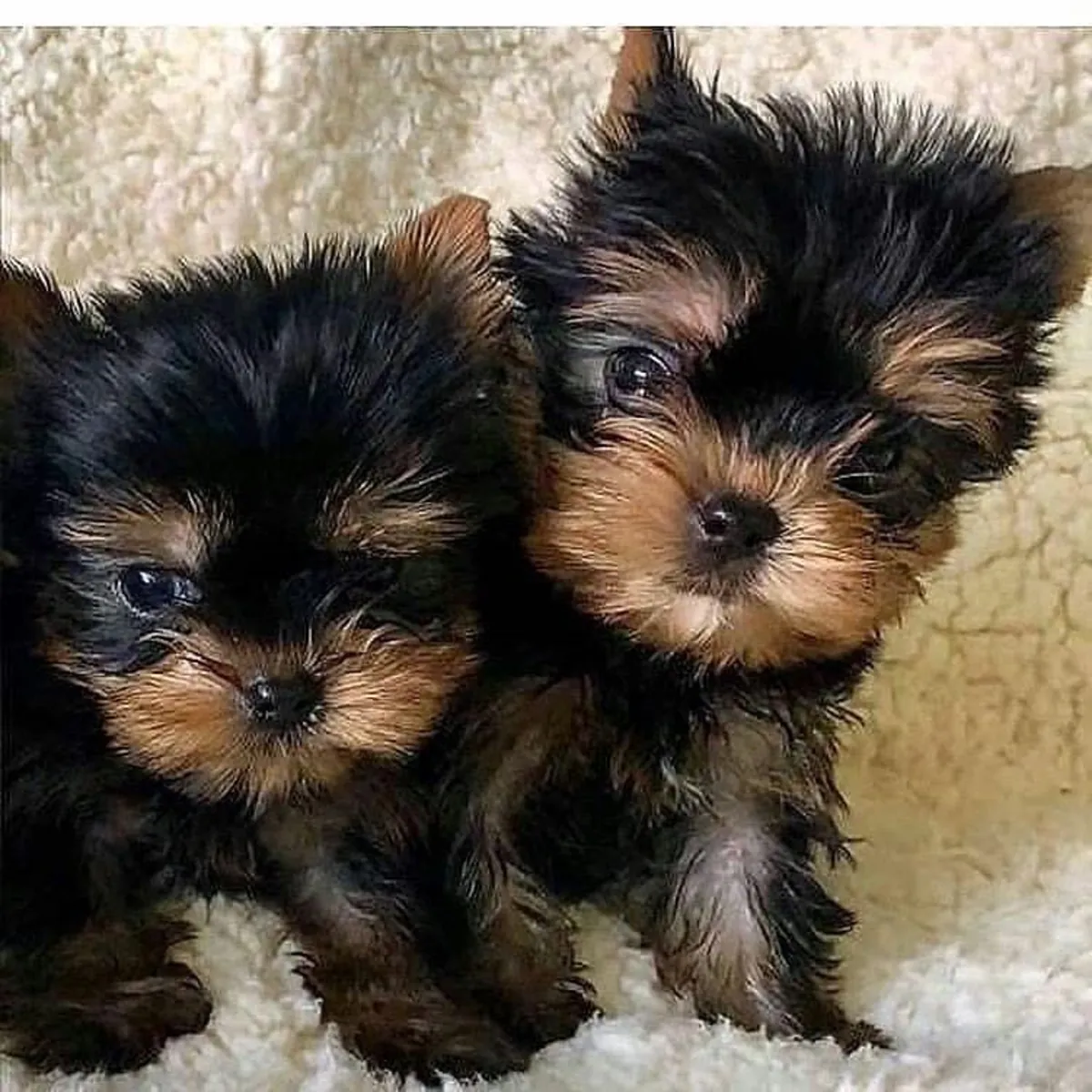 可爱的约克夏犬小狗