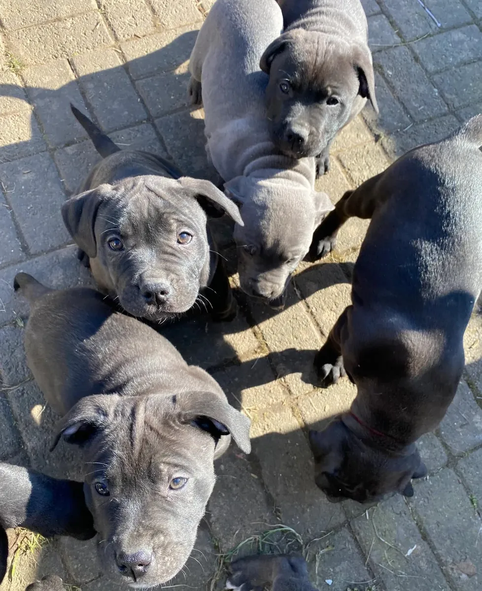 Cachorros Staffordshire