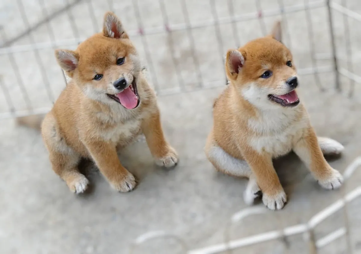 Adorables chiots Shiba Inu