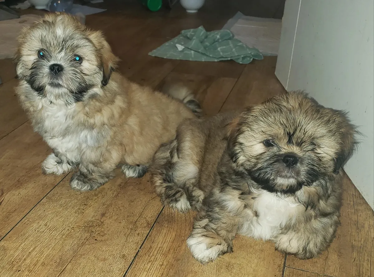 赠送拉萨犬