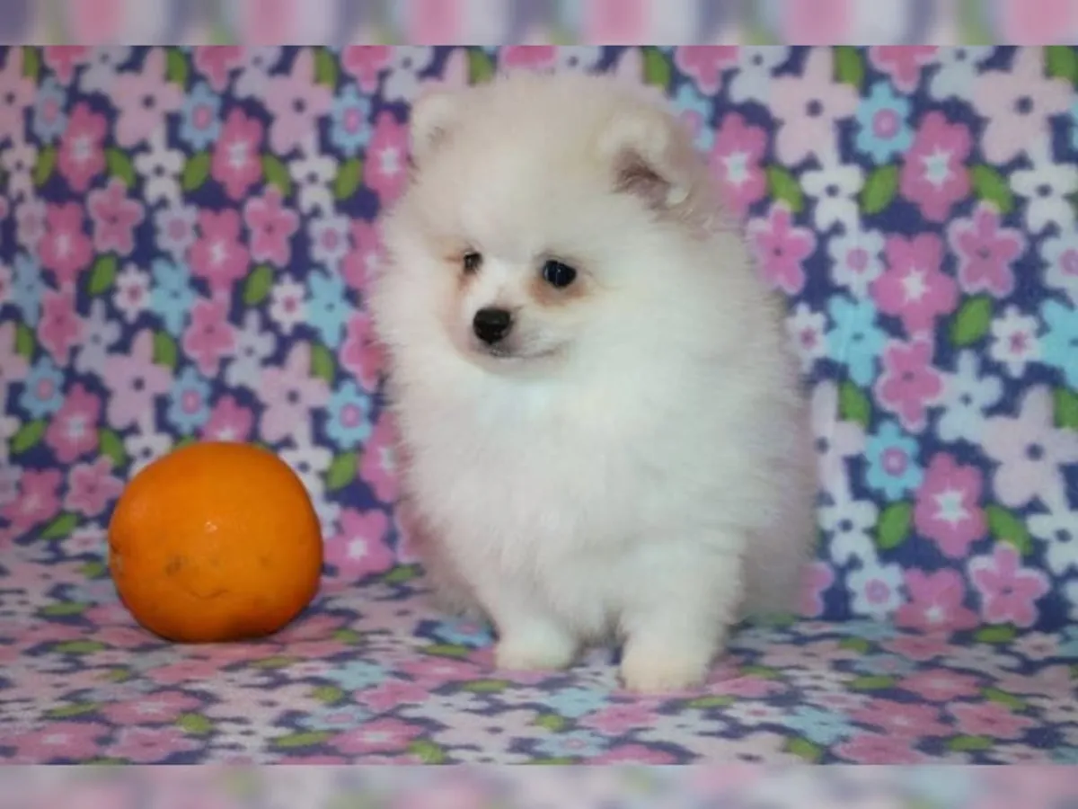 Chiots Pomeranian d'une beauté incroyable