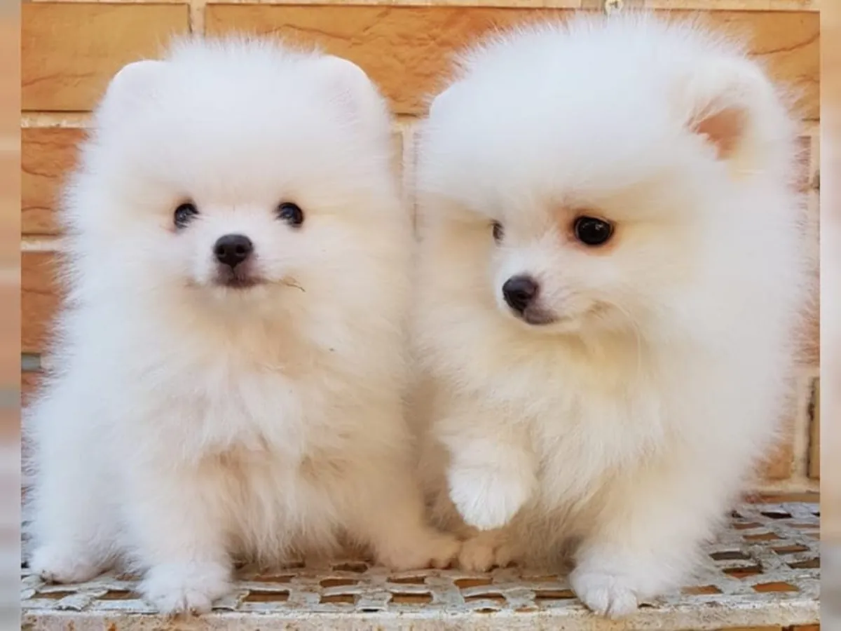 beaux et qualité chiots Pomeranian