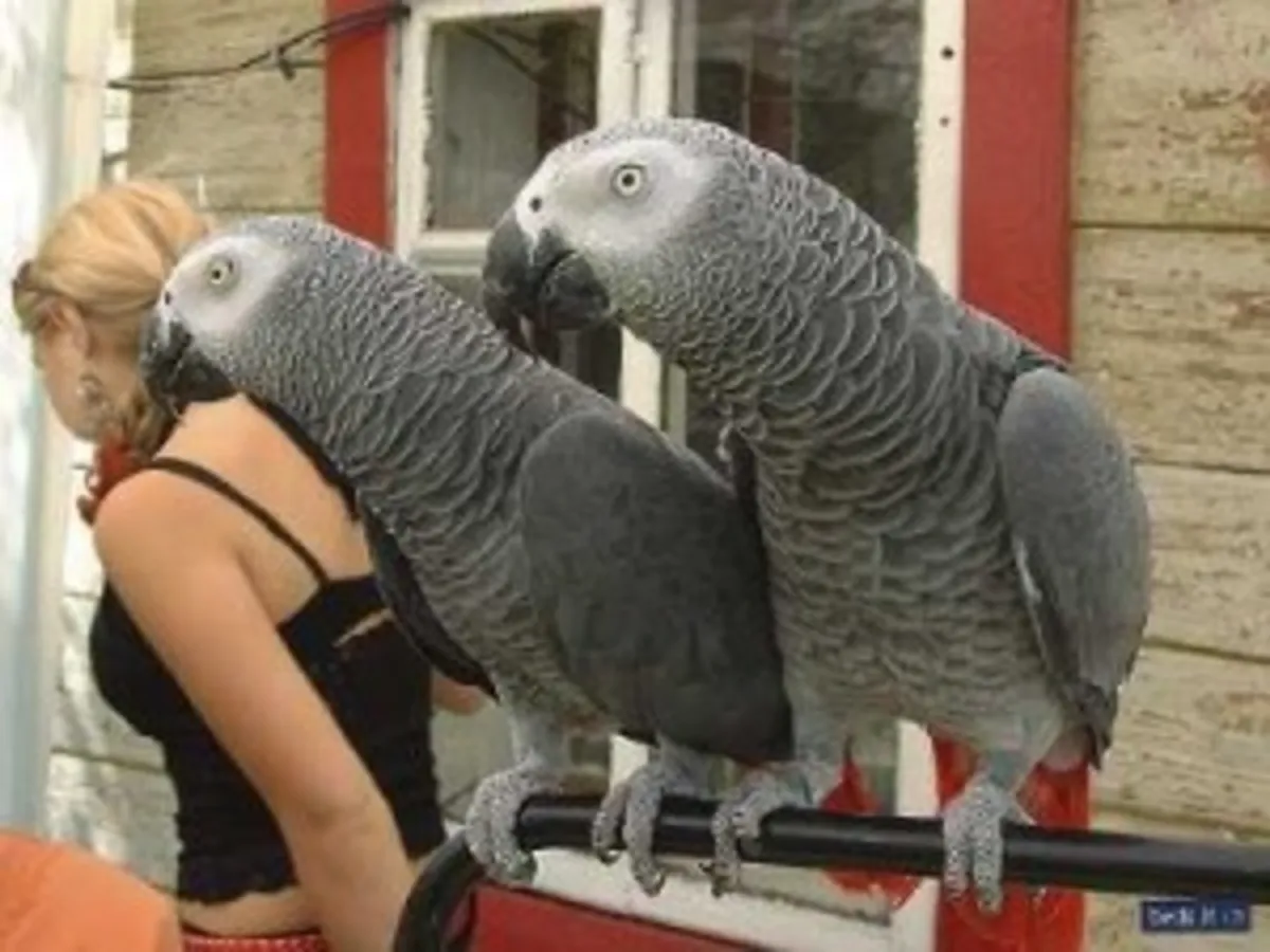 beautiful african grey parrots