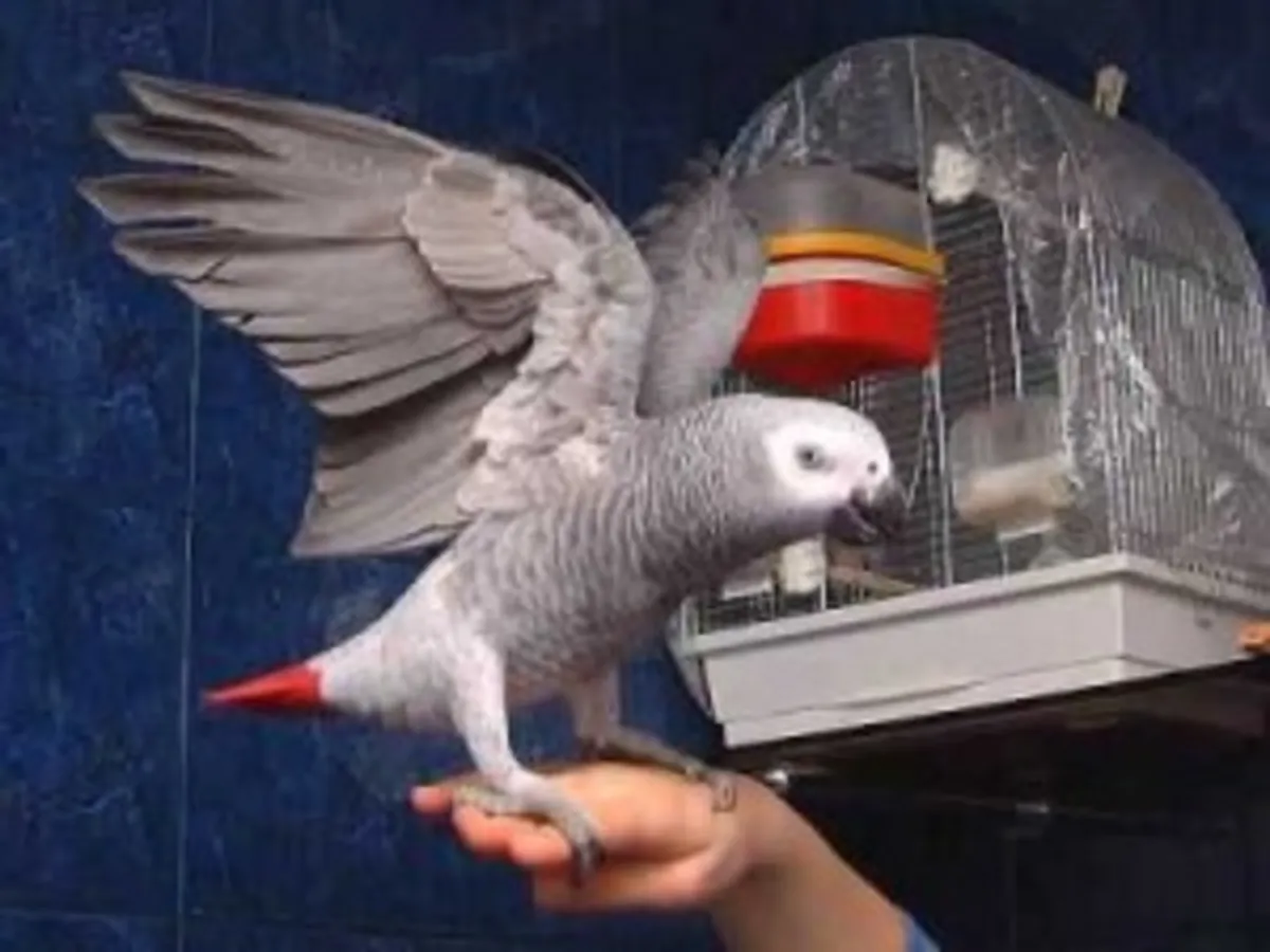 gentle african grey parrots