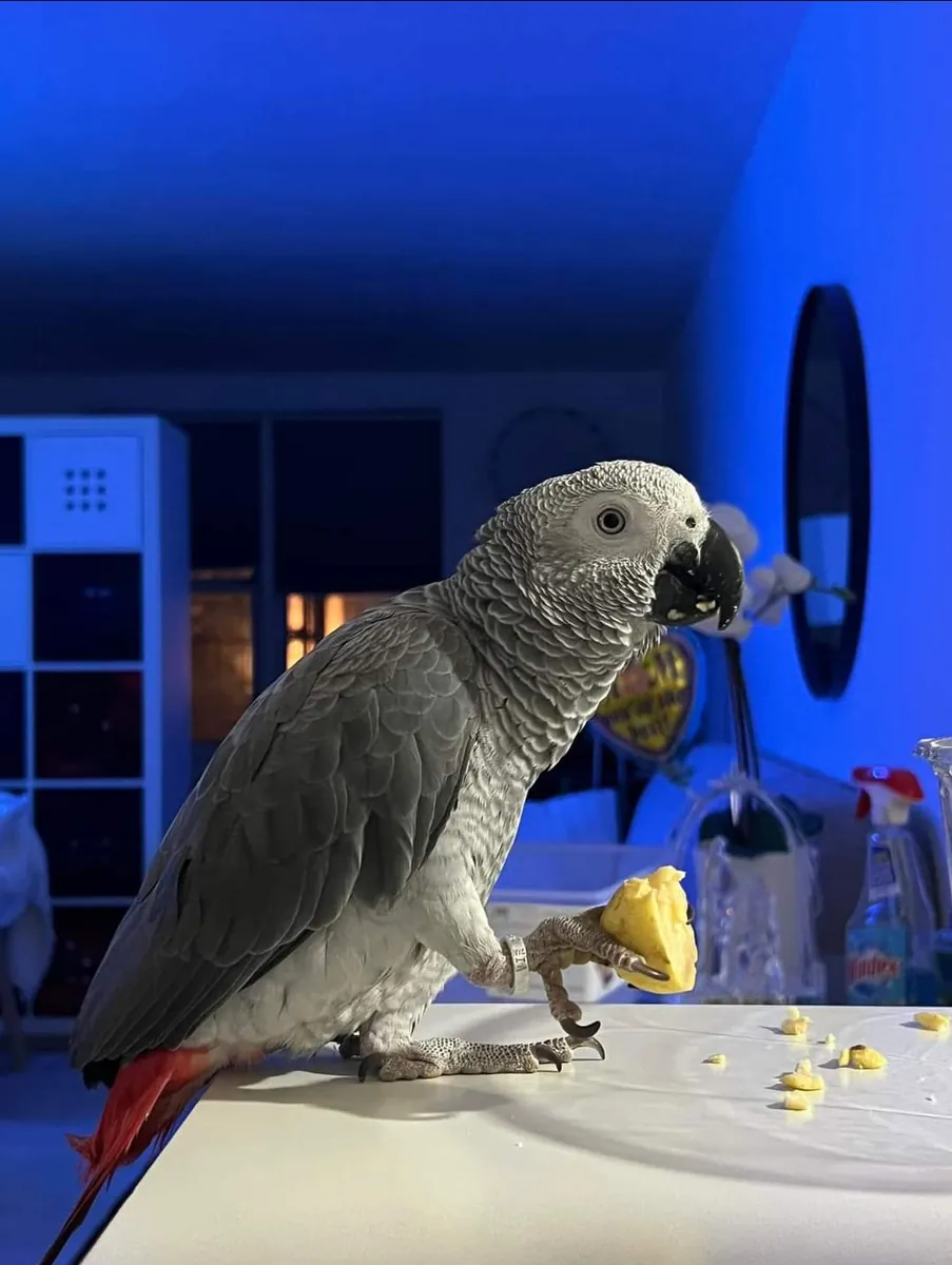 dulces loros grises africanos