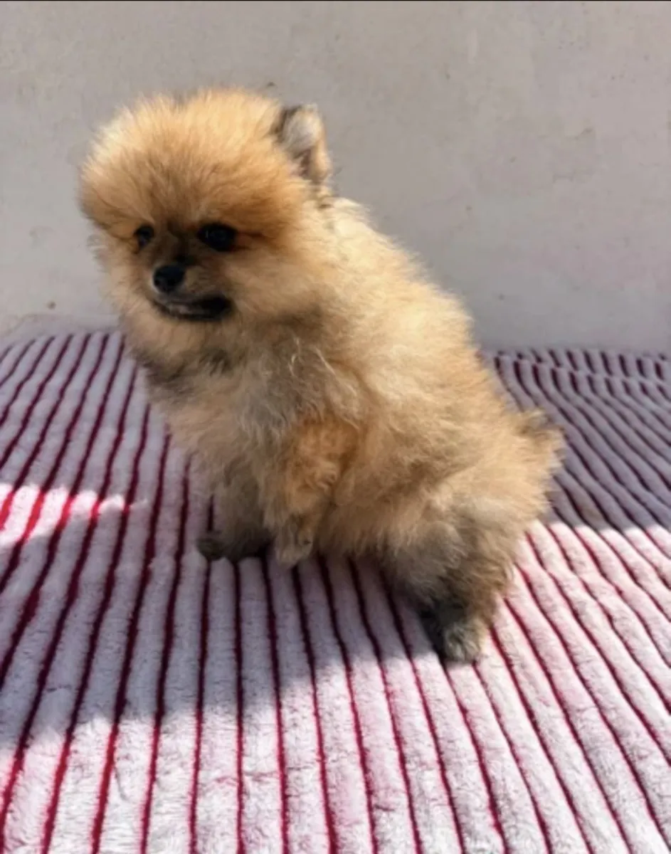 Cachorro de Lulu de Pomerania muy toy