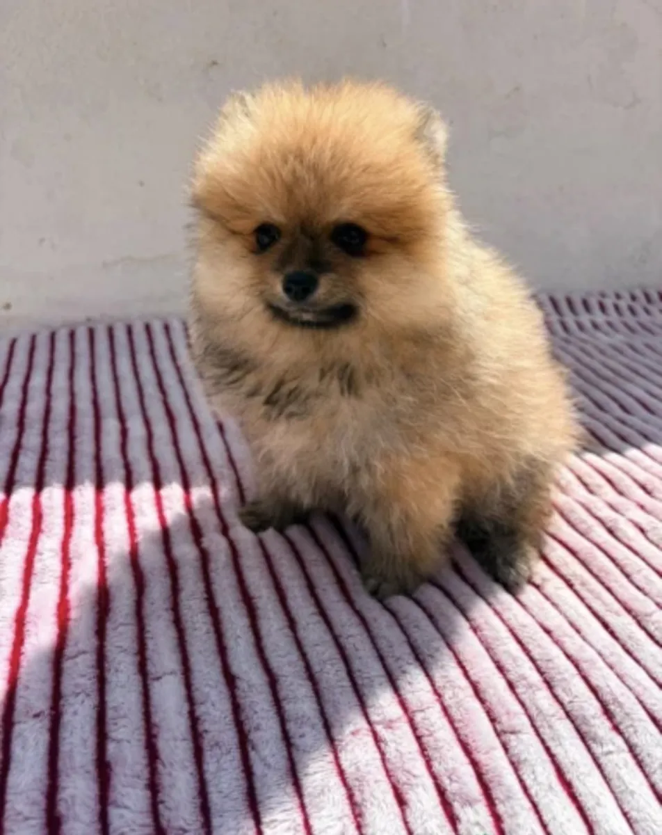 Cachorro de Lulu de Pomerania muy toy