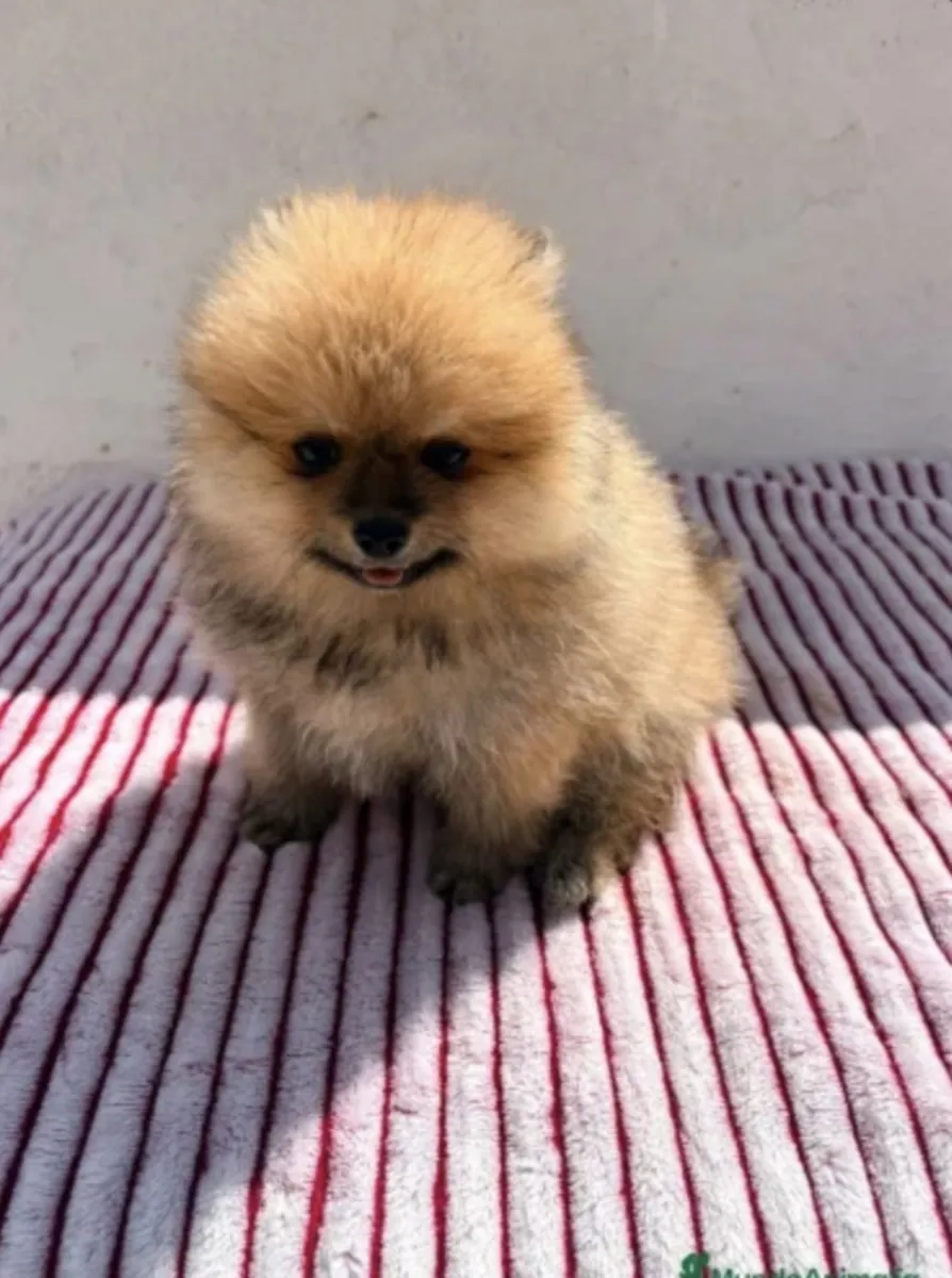 Cachorro de Lulu de Pomerania muy toy