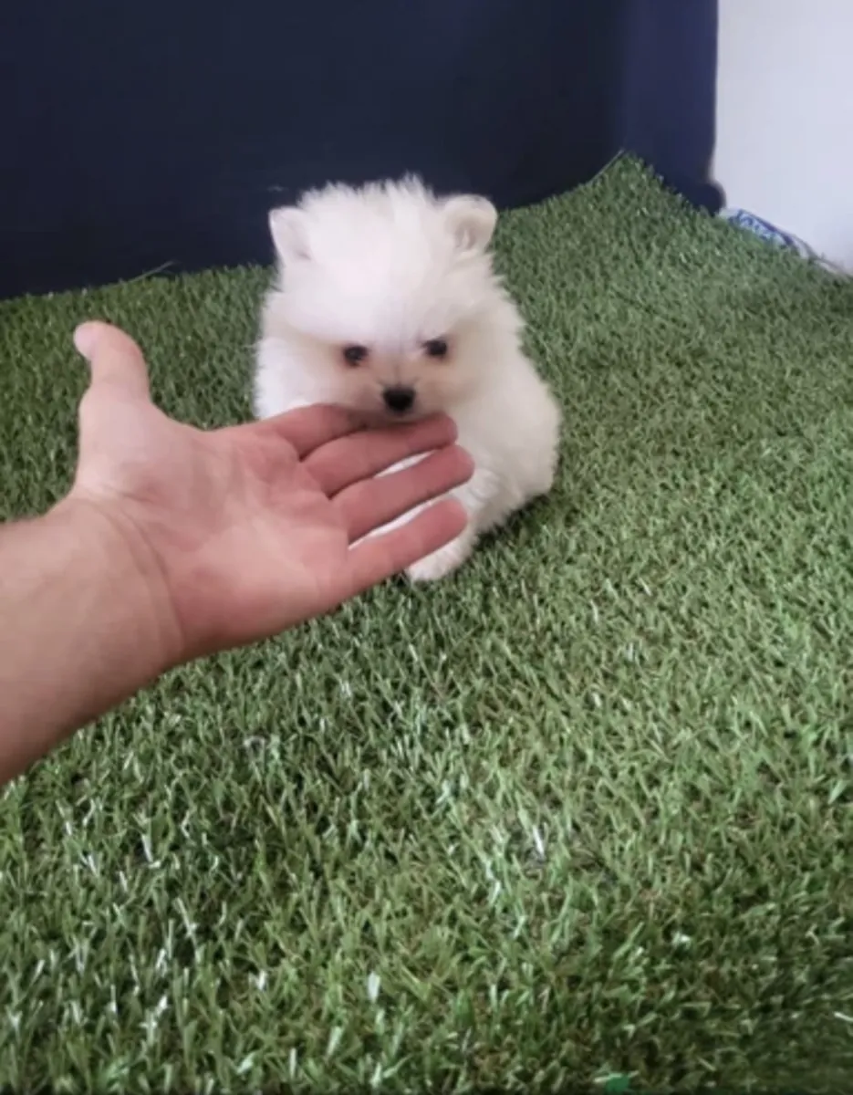 lulu de Pomerania