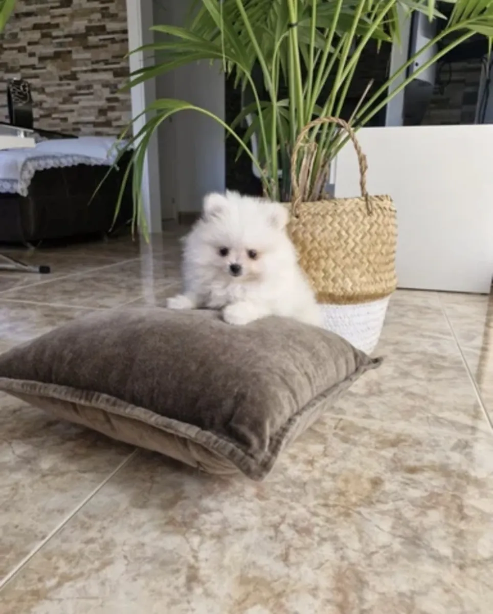 lulu de Pomerania